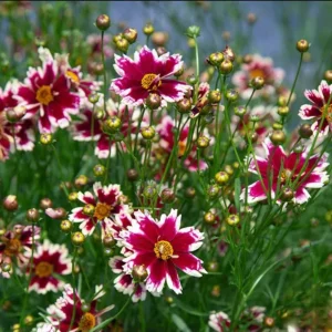 Coreopsis Ruby Frost Plugs - Set of 2 Live Perennial Flower Plants, 1-3