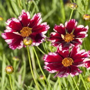 Coreopsis Ruby Frost Plugs - Set of 2 Live Perennial Flower Plants, 1-3