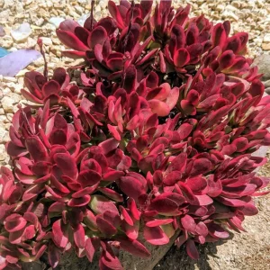 Crassula Clavata Succulent Live Plant – 2 Inch Pot – Indoor/Outdoor - Image 5