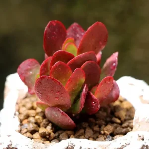 Crassula Clavata Succulent Live Plant – 2 Inch Pot – Indoor/Outdoor - Image 1