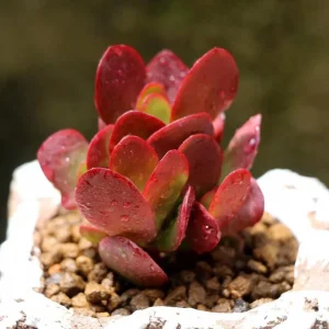 Crassula Clavata Succulent Live Starter Plant - 4 Inch Bare Root for Home & Office - Image 2