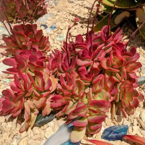 Crassula Clavata Succulent Live Starter Plant - 4 Inch Bare Root for Home & Office - Image 3