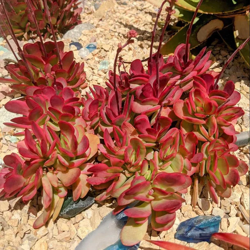 Crassula Clavata Succulent Live Starter Plant - 4 Inch Bare Root for Home & Office - Image 3