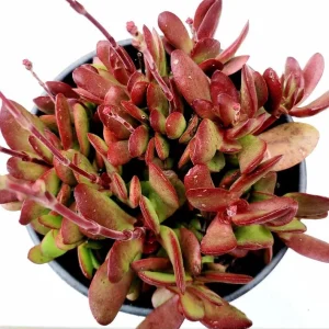 Crassula Clavata Succulent Live Starter Plant - 4 Inch Bare Root for Home & Office - Image 1