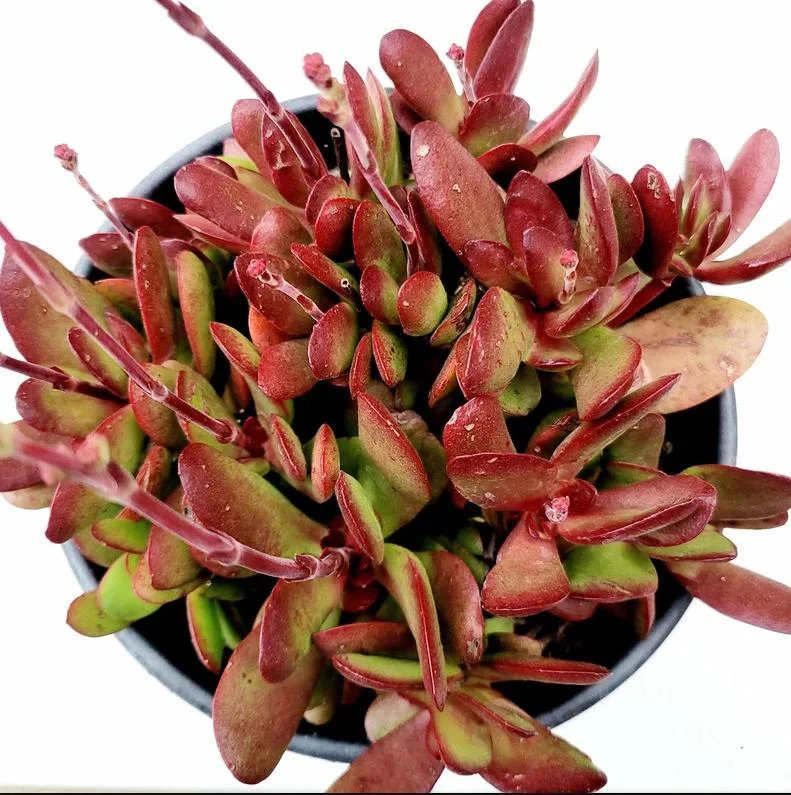 Crassula Clavata Succulent Live Starter Plant - 4 Inch Bare Root for Home & Office - Image 1
