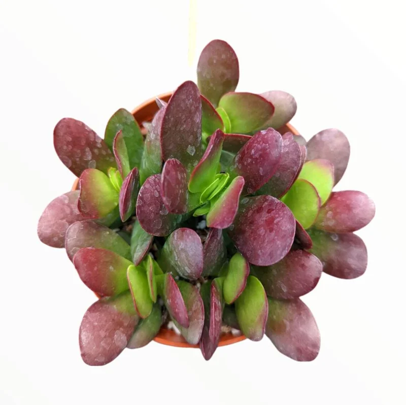 Crassula Clavata Succulent Live Starter Plant - 4 Inch Bare Root for Home & Office - Image 5