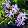 Creeping Phlox Emerald Cushion Blue Live Plant Plug - 1"-3" Tall Ground Cover - Image 1
