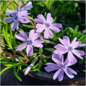 Creeping Phlox Emerald Cushion Blue Live Plant Plug - 1