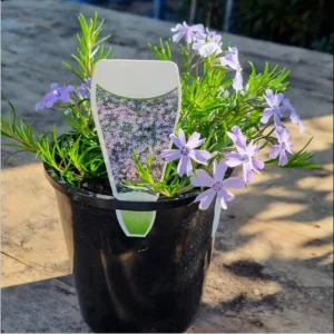 Creeping Phlox Emerald Cushion Blue Live Plant Plug - 1