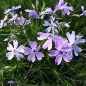 Creeping Phlox Emerald Cushion Blue Live Plant Plug - 1