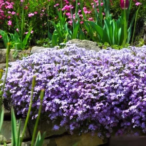 Creeping Phlox Emerald Cushion Blue Live Plant Plug - 1