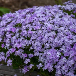 Creeping Phlox Emerald Cushion Blue Live Plant Plug - 1
