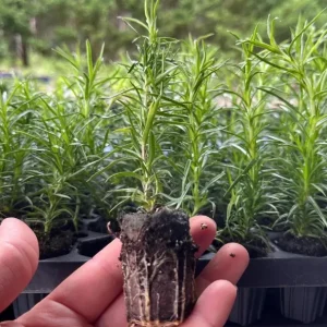 Creeping Phlox Emerald Cushion Blue Live Plant Plug - 1