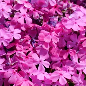 Creeping Phlox Pink Diamond Flower Starter Plugs, Pink, 3-Pack, 1-4 Inch Tall Live Plant - Image 2