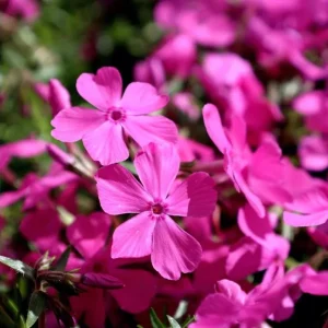 Creeping Phlox Pink Diamond Flower Starter Plugs, Pink, 3-Pack, 1-4 Inch Tall Live Plant - Image 3