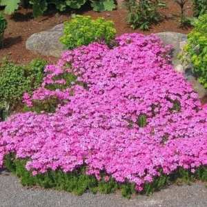 Creeping Phlox Pink Diamond Flower Starter Plugs, Pink, 3-Pack, 1-4 Inch Tall Live Plant - Image 6