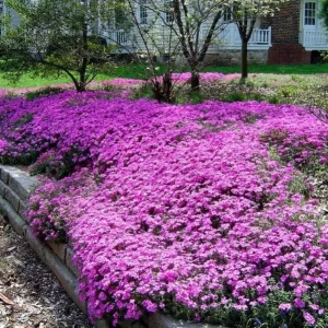 Creeping Phlox Pink Diamond Flower Starter Plugs, Pink, 3-Pack, 1-4 Inch Tall Live Plant - Image 7
