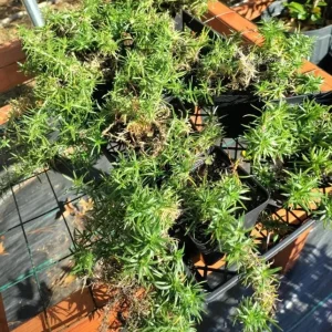 Creeping Phlox Pink Diamond Flower Starter Plugs, Pink, 3-Pack, 1-4 Inch Tall Live Plant - Image 8