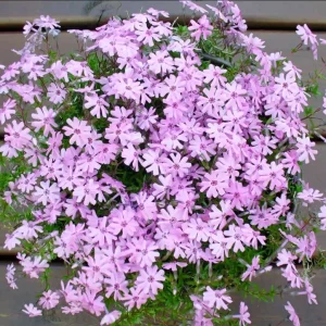 Creeping Phlox Pink Fort Hill Live Plant Plug - Perennial Groundcover, 1-3