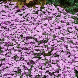 Creeping Phlox Pink Fort Hill Live Plant Plug - Perennial Groundcover, 1-3