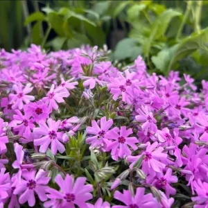 Creeping Phlox Pink Fort Hill Live Plant Plug - Perennial Groundcover, 1-3