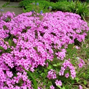 Creeping Phlox Pink Fort Hill Live Plant Plug - Perennial Groundcover, 1-3