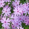 Creeping Phlox Pink Fort Hill Live Plant Plug - Perennial Groundcover, 1-3" Tall - Image 1