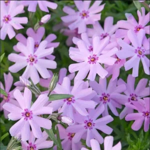 Creeping Phlox Pink Fort Hill Live Plant Plug - Perennial Groundcover, 1-3