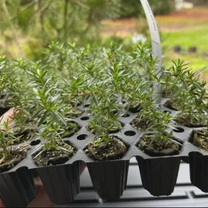 Creeping Phlox Pink Fort Hill Live Plant Plug - Perennial Groundcover, 1-3