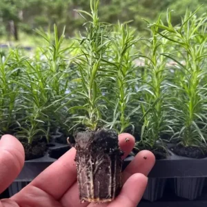 Creeping Phlox Pink Fort Hill Live Plant Plug - Perennial Groundcover, 1-3