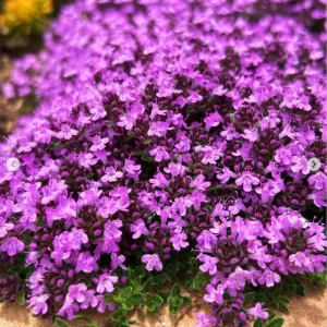 Creeping Thyme Live Plant - Pink Chintz Groundcover, Well Rooted 3-4 inch Pot, Outdoor - Image 1