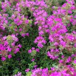 Creeping Thyme Live Plant - Pink Chintz Groundcover, Well Rooted 3-4 inch Pot, Outdoor - Image 2