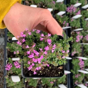 Creeping Thyme Live Plant - Pink Chintz Groundcover, Well Rooted 3-4 inch Pot, Outdoor - Image 3