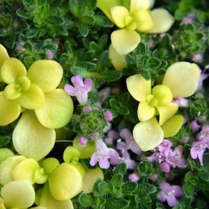 Creeping Thyme Live Plant - Pink Chintz Groundcover, Well Rooted 3-4 inch Pot, Outdoor - Image 4