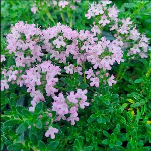 Creeping Thyme Live Plant - Pink Chintz Groundcover, Well Rooted 3-4 inch Pot, Outdoor - Image 5