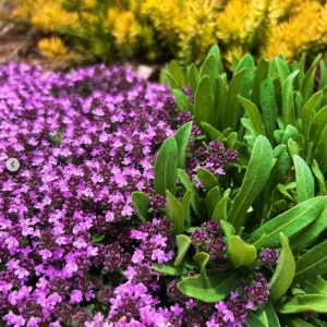 Creeping Thyme Live Plant - Pink Chintz Groundcover, Well Rooted 3-4 inch Pot, Outdoor - Image 6
