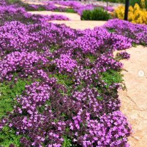 Creeping Thyme Live Plant - Pink Chintz Groundcover, Well Rooted 3-4 inch Pot, Outdoor - Image 7