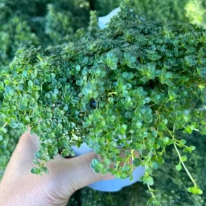 Creeping Thyme Live Plant - Pink Chintz Groundcover, Well Rooted 3-4 inch Pot, Outdoor - Image 9