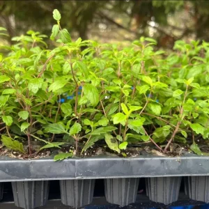 Creeping Veronica Georgia Blue Plug - Live Starter Plant, 1-3