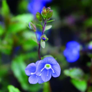 Creeping Veronica Georgia Blue Plug - Live Starter Plant, 1-3
