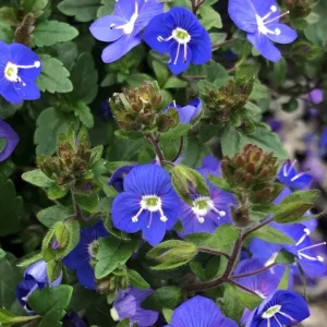 Creeping Veronica Georgia Blue Plug - Live Starter Plant, 1-3