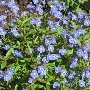Creeping Veronica Georgia Blue Plug - Live Starter Plant, 1-3