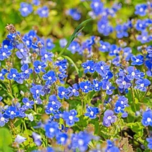 Creeping Veronica Georgia Blue Plug - Live Starter Plant, 1-3