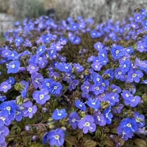Creeping Veronica Georgia Blue Plug - Live Starter Plant, 1-3