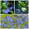 Creeping Veronica Georgia Blue Plug - Live Starter Plant, 1-3" Tall, Outdoor Groundcover - Image 1