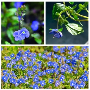 Creeping Veronica Georgia Blue Plug - Live Starter Plant, 1-3