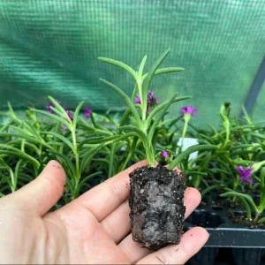 Delosperma Cooperi Hot Pink Ice Plant Plug - Live Starter Plant, 1-3