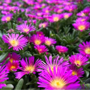 Delosperma Cooperi Hot Pink Ice Plant Plug - Live Starter Plant, 1-3