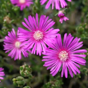 Delosperma Cooperi Hot Pink Ice Plant Plug - Live Starter Plant, 1-3