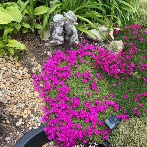 Delosperma Cooperi Hot Pink Ice Plant Plug - Live Starter Plant, 1-3